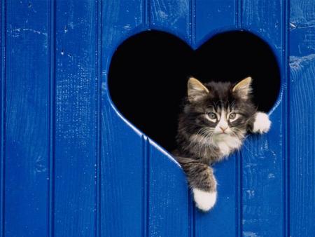 gatto